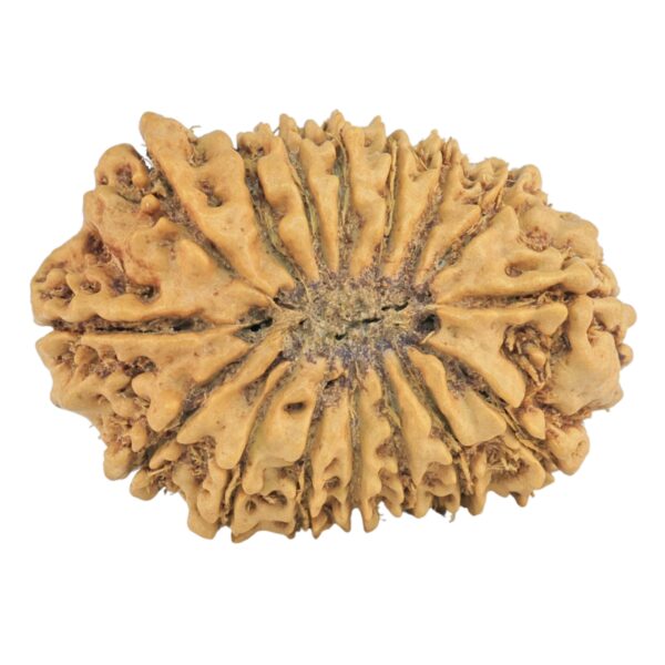 16 Mukhi Rudraksha 25.5mm 2.6gm - Rudraksha back