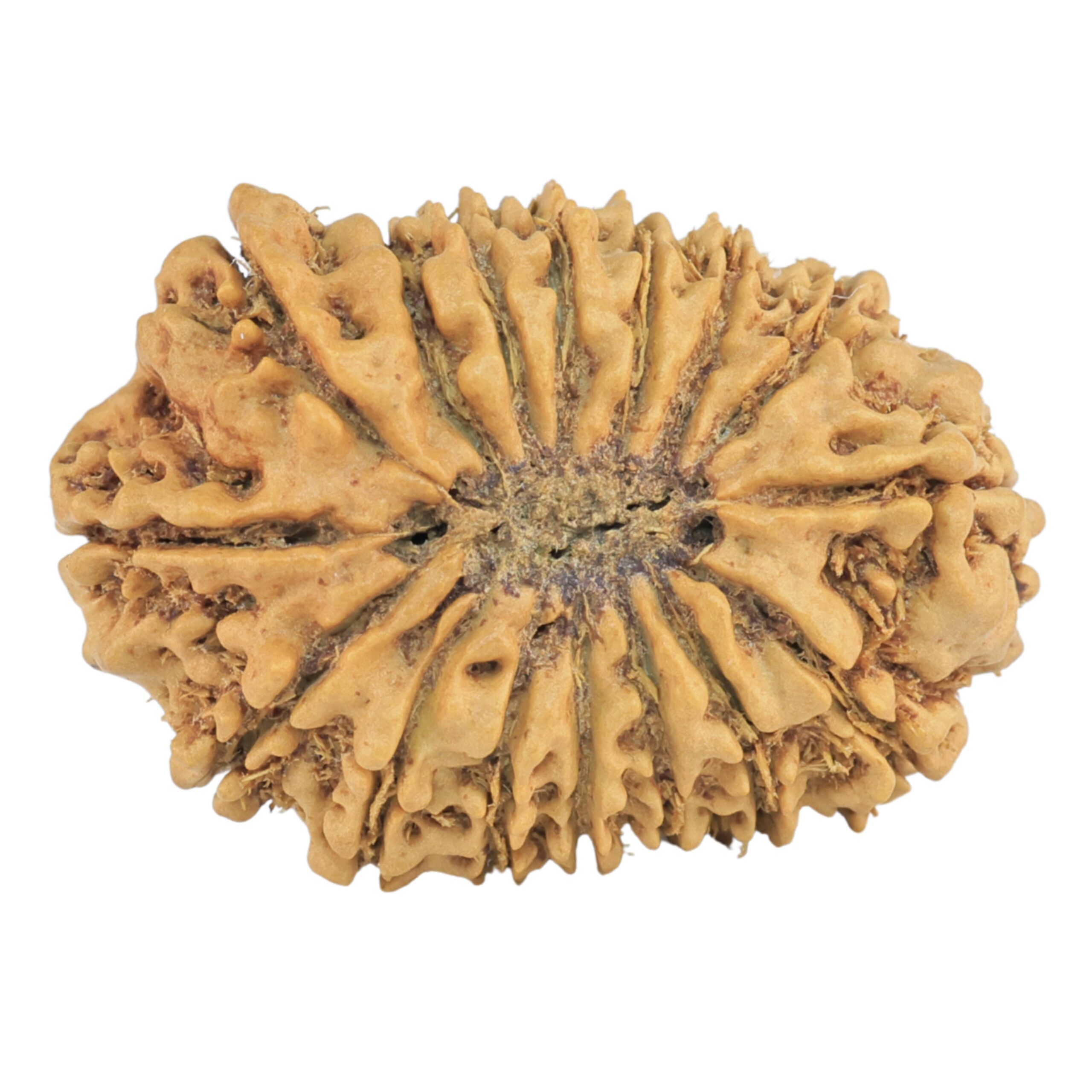 16 Mukhi Rudraksha 25.5mm 2.6gm - Rudraksha back