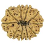 10 Mukhi Rudraksha 28.1mm 4gm - Rudraksha back