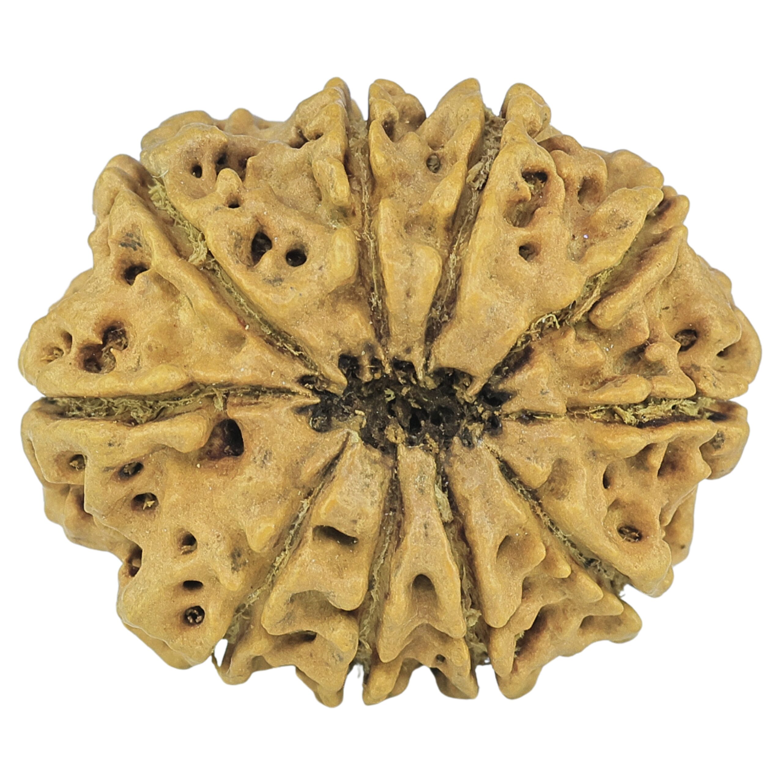 10 Mukhi Rudraksha 28.1mm 4gm - Rudraksha back