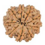 9 Mukhi Rudraksha 25mm 5gm - Rudraksha back