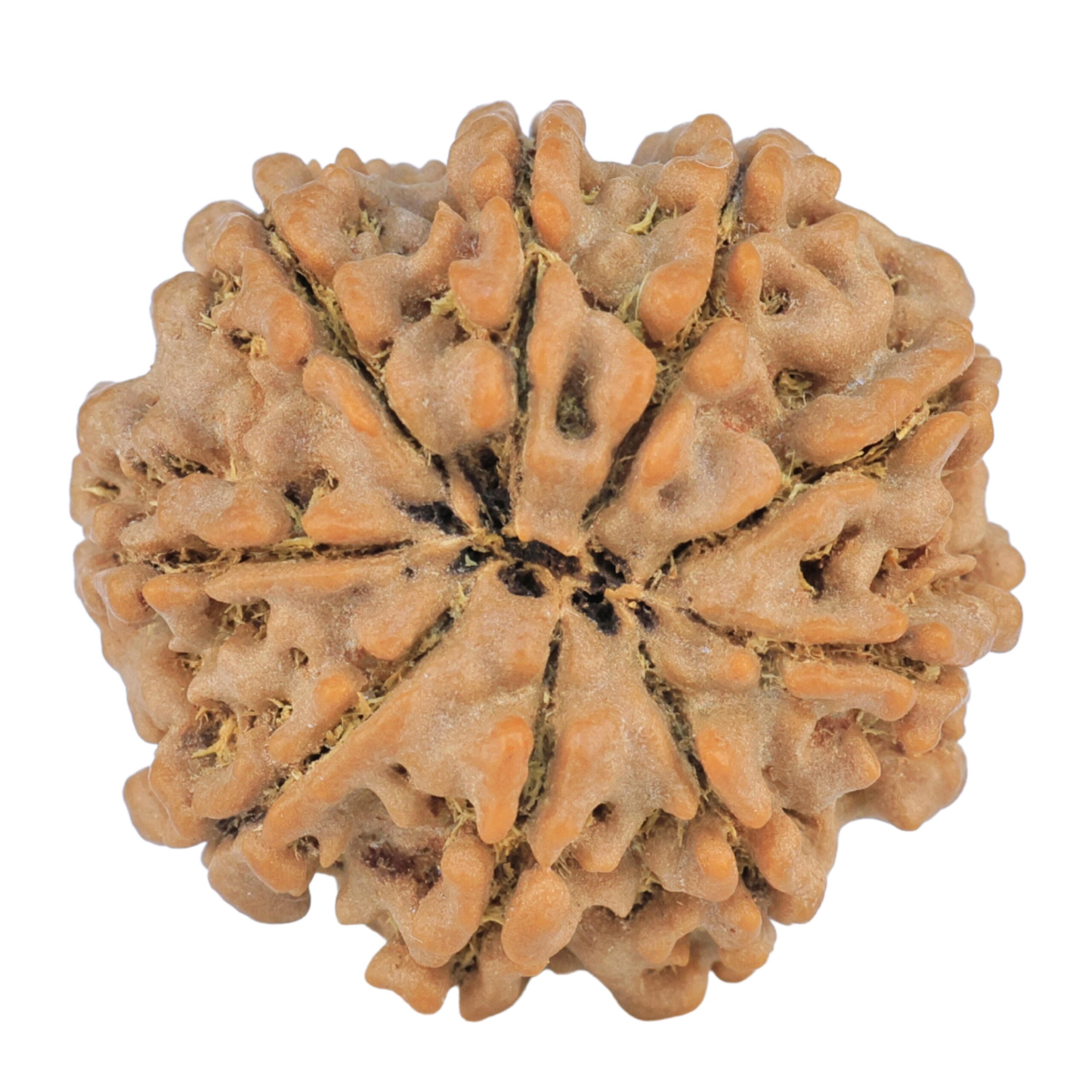 9 Mukhi Rudraksha 25mm 5gm - Rudraksha back