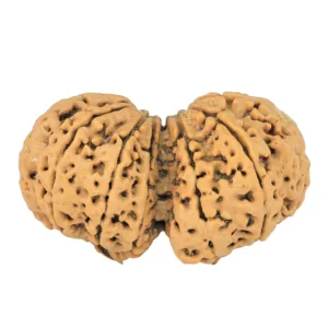12 MK Gaurishankar 40.1mm 8.16gm - Rudraksha back