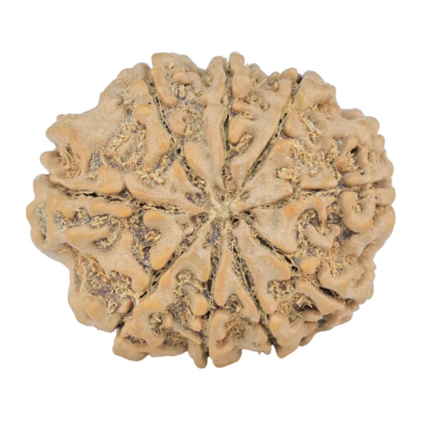 9 Mukhi Rudraksha 26.8mm 4.49gm - Rudraksha back