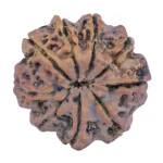 9 Mukhi Rudraksha 26.5mm 6.49gm - Rudraksha back