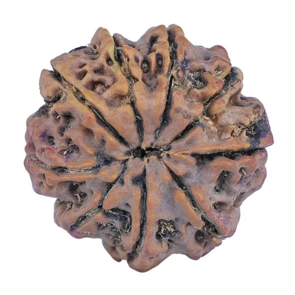 9 Mukhi Rudraksha 26.5mm 6.49gm - Rudraksha back