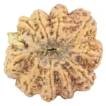 10 Mukhi Ganesh 35.6mm 11.44gm - Rudraksha back