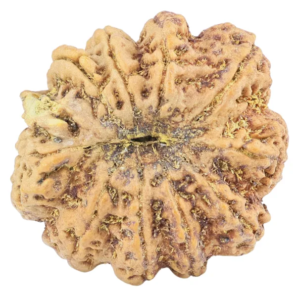 10 Mukhi Ganesh 35.6mm 11.44gm - Rudraksha back