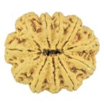 11 Mukhi Rudraksha 35.4mm 6.85gm - Rudraksha back
