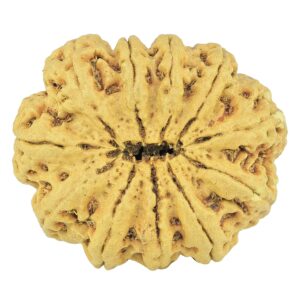 11 Mukhi Rudraksha 35.4mm 6.85gm - Rudraksha back