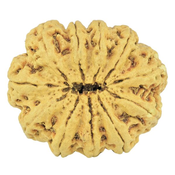 11 Mukhi Rudraksha 35.4mm 6.85gm - Rudraksha back