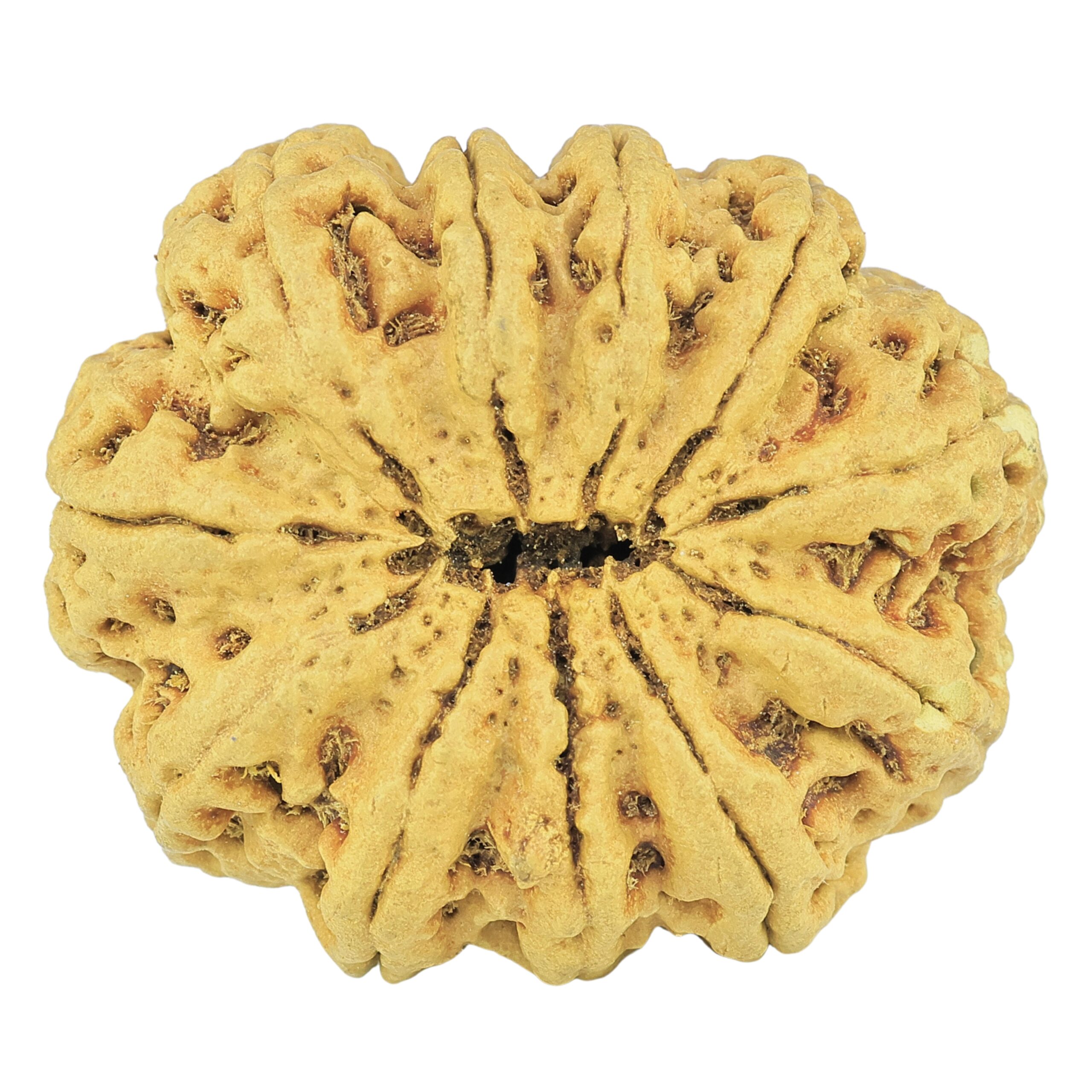 11 Mukhi Rudraksha 35.4mm 6.85gm - Rudraksha back