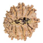 13 Mukhi Rudraksha 22.3mm 2.79gm - Rudraksha back