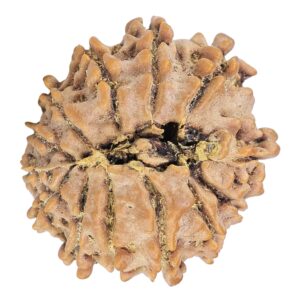 13 Mukhi Rudraksha 22.3mm 2.79gm - Rudraksha back