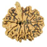 11 Mukhi Ganesh 24mm 3.25gm - Rudraksha back