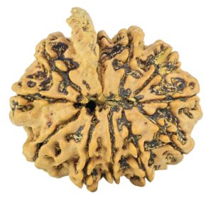 11 Mukhi Ganesh 24mm 3.25gm - Rudraksha back