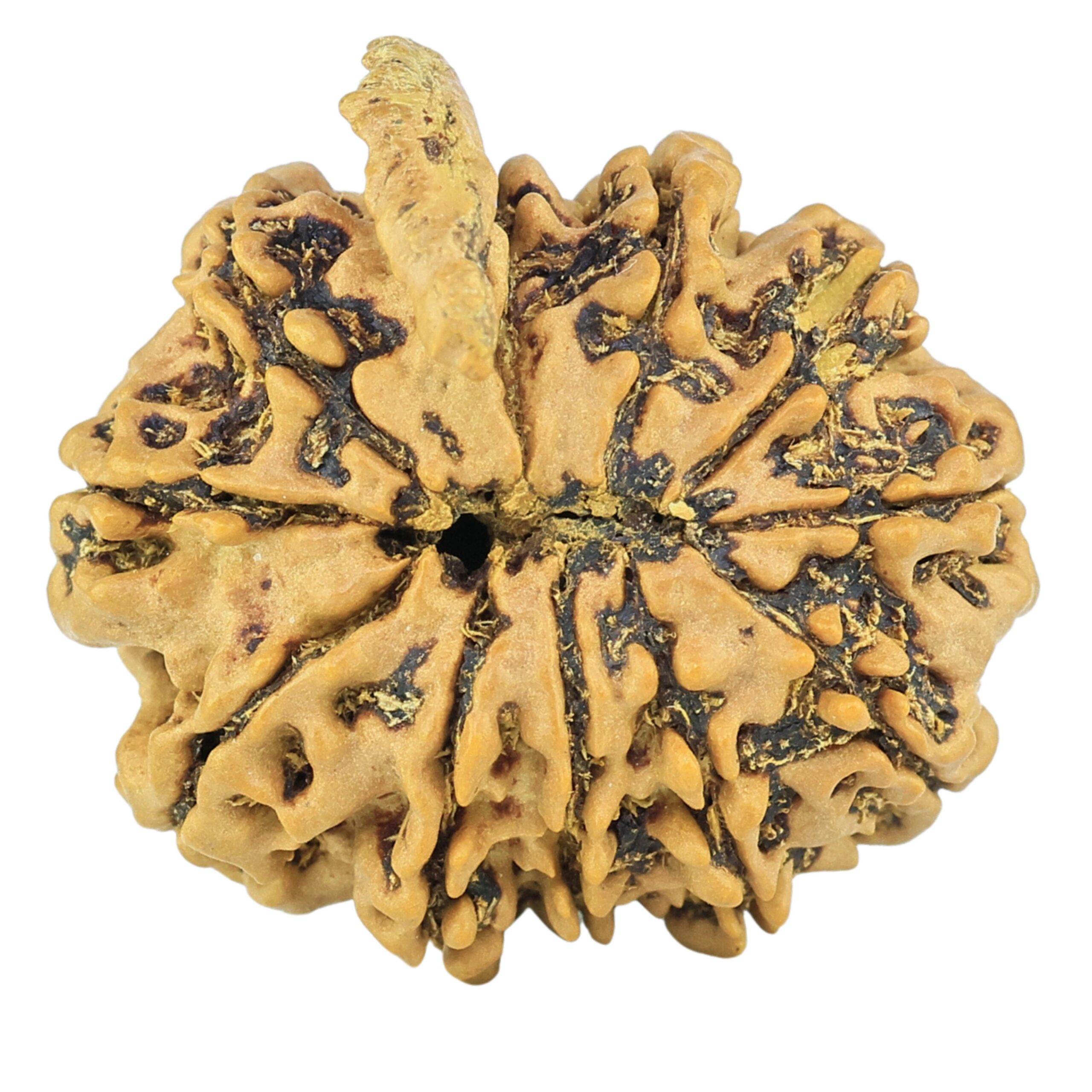 11 Mukhi Ganesh 24mm 3.25gm - Rudraksha back