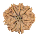 9 Mukhi Rudraksha 25.7mm 4.83gm - Rudraksha back