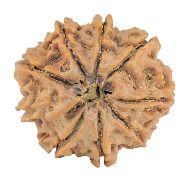 9 Mukhi Rudraksha 25.7mm 4.83gm - Rudraksha back
