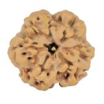 1MK(Underdeveloped) 23.5mm 4.09gm - Rudraksha back
