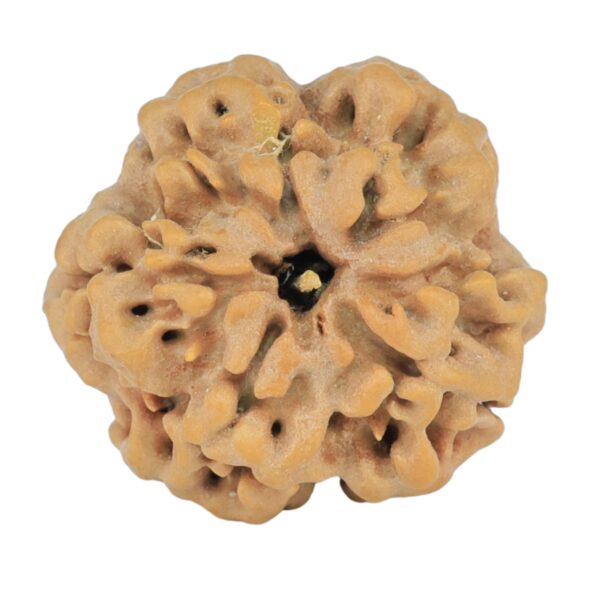 1MK(Underdeveloped) 23.5mm 4.09gm - Rudraksha back