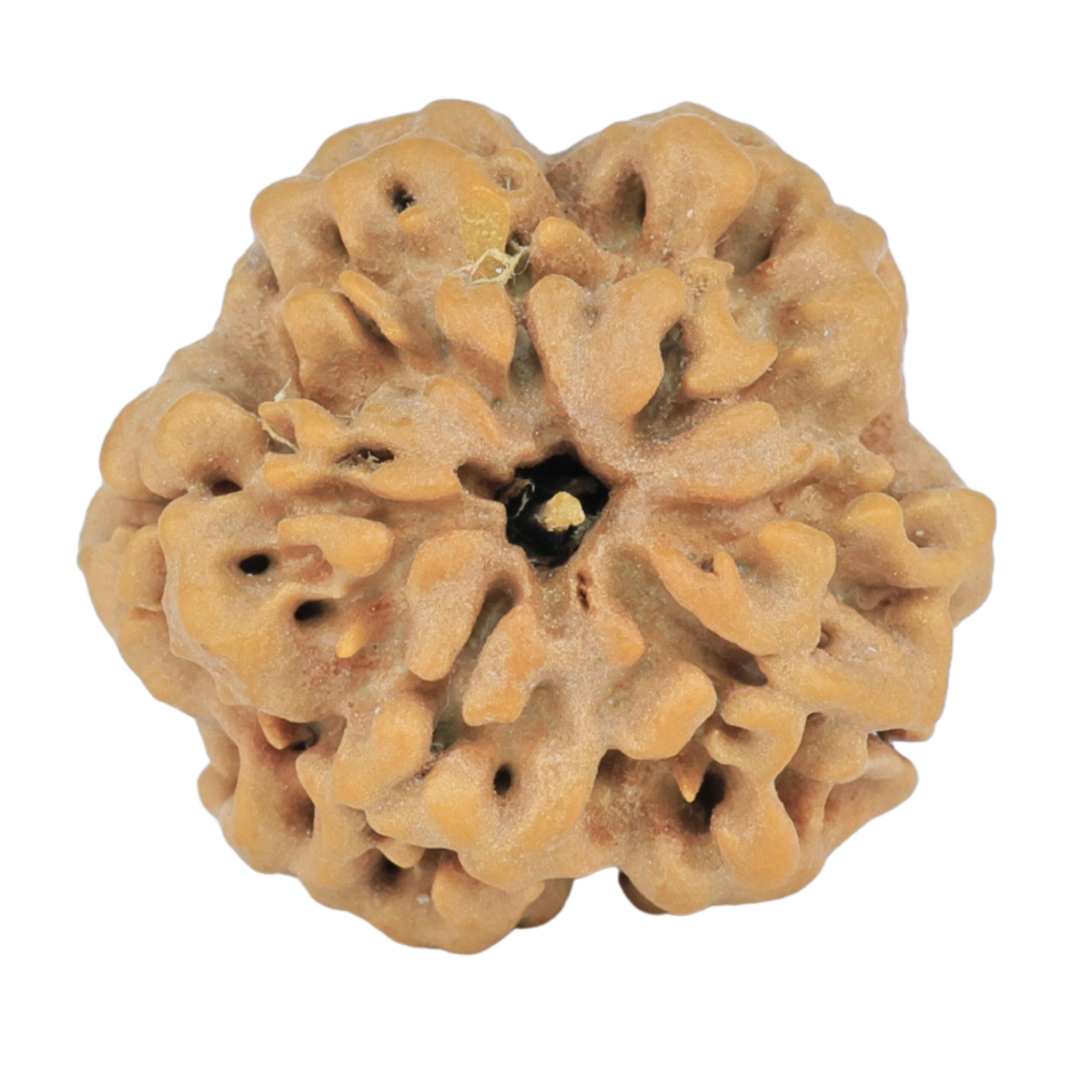 1MK(Underdeveloped) 23.5mm 4.09gm - Rudraksha back