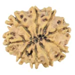9 Mukhi Rudraksha 26.4mm 2.77gm - Rudraksha back