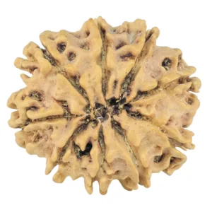 9 Mukhi Rudraksha 26.4mm 2.77gm - Rudraksha back