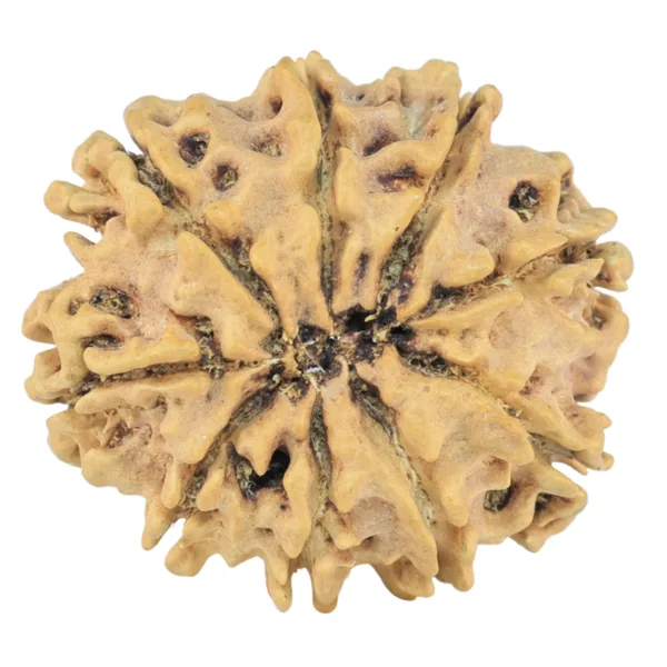 9 Mukhi Rudraksha 26.4mm 2.77gm - Rudraksha back