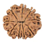 9 Mukhi Rudraksha 25.3mm 3.89gm - Rudraksha back