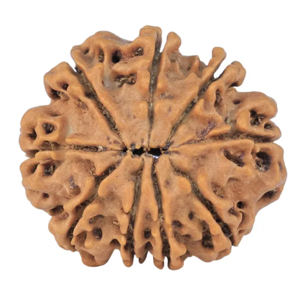 9 Mukhi Rudraksha 25.3mm 3.89gm - Rudraksha back