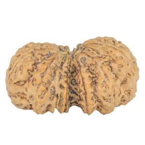 12 MK Gaurishankar 38mm 8.6gm - Rudraksha back