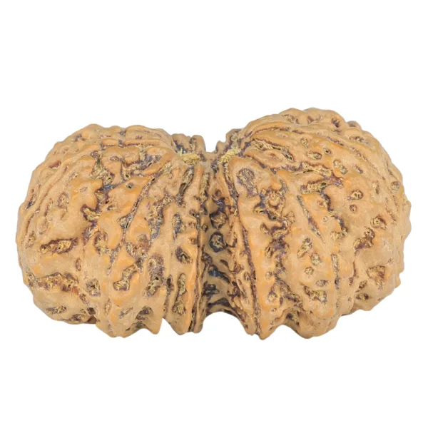 12 MK Gaurishankar 38mm 8.6gm - Rudraksha back