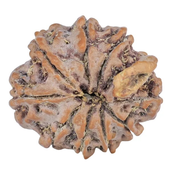 9 Mukhi Ganesh 23.1mm 4.14gm - Rudraksha back