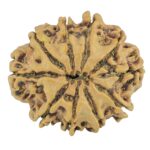 10 Mukhi Rudraksha 24.5mm 3.5gm - Rudraksha back