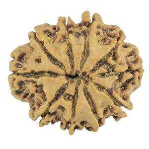 10 Mukhi Rudraksha 24.5mm 3.5gm - Rudraksha back