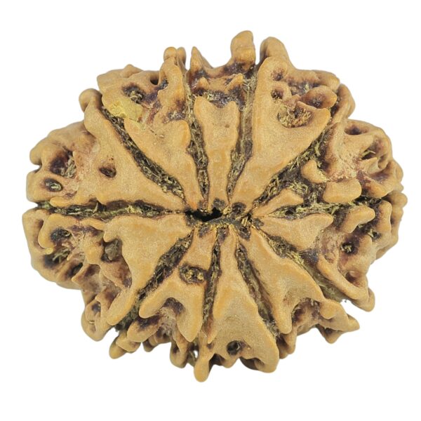 10 Mukhi Rudraksha 24.5mm 3.5gm - Rudraksha back