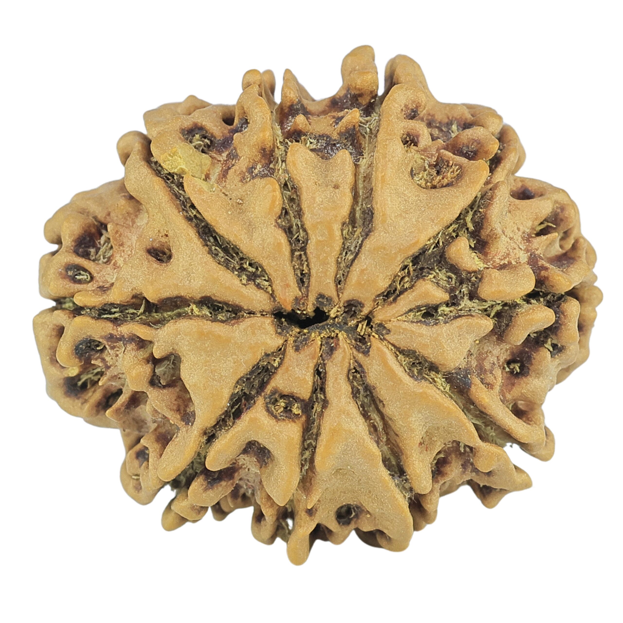 10 Mukhi Rudraksha 24.5mm 3.5gm - Rudraksha back