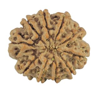 10 Mukhi Rudraksha 23.7mm 4.18gm - Rudraksha back