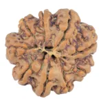 9 Mukhi Rudraksha 26.9mm 5.24gm - Rudraksha back