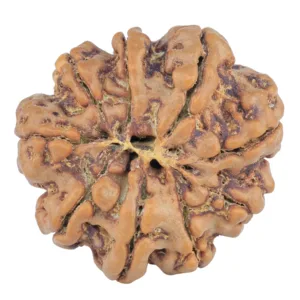 9 Mukhi Rudraksha 26.9mm 5.24gm - Rudraksha back