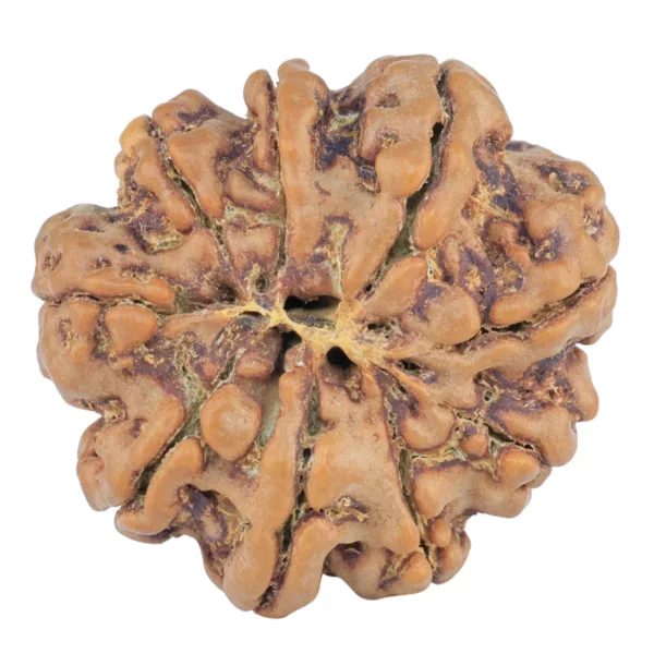 9 Mukhi Rudraksha 26.9mm 5.24gm - Rudraksha back