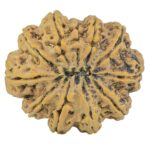 11 Mukhi Rudraksha 34.5mm 9.68gm - Rudraksha back