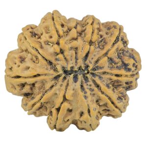 11 Mukhi Rudraksha 34.5mm 9.68gm - Rudraksha back