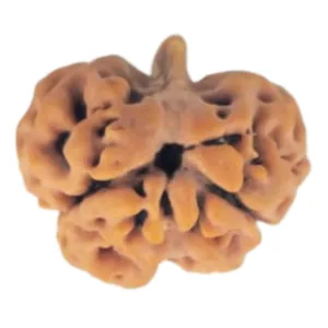 2 Mukhi Ganesh 20.8mm 2.91gm - Rudraksha back