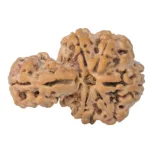 Sawar/Ganesh (5+1) 34.2mm 7.79gm - Rudraksha back