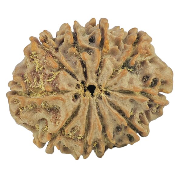 10 Mukhi Rudraksha 25mm 3.57gm - Rudraksha back