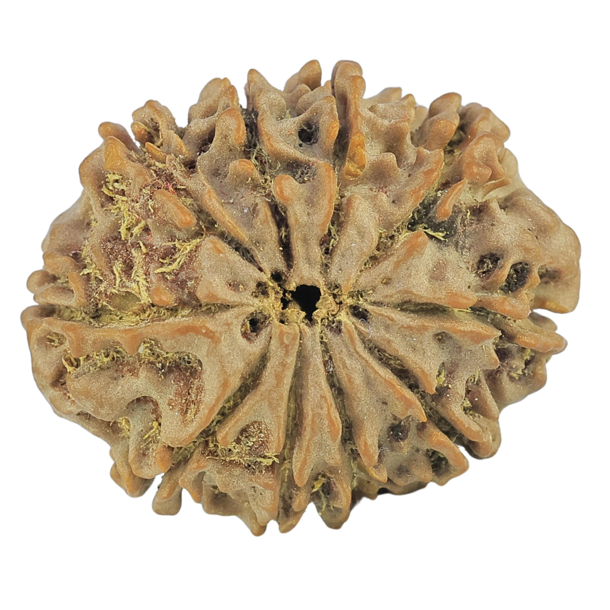10 Mukhi Rudraksha 25mm 3.57gm - Rudraksha back