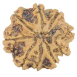 9 Mukhi Rudraksha 28.4mm 6gm - Rudraksha back