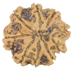 9 Mukhi Rudraksha 28.4mm 6gm - Rudraksha back